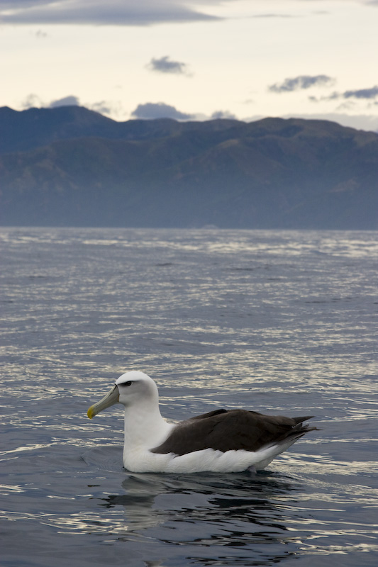 Shy Albatross